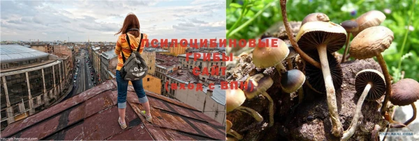стаф Бугульма
